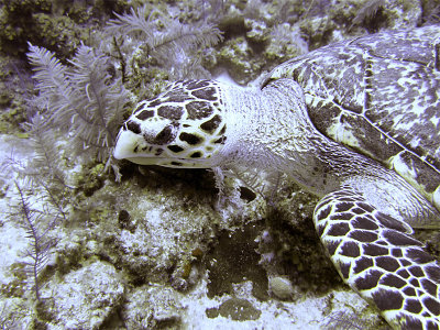 Hawksbill Turtle Close Up 5