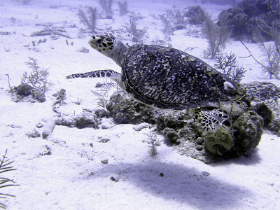 Swimming Hawksbill Turtle 4