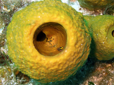 Yellow Barrel Sponge with Cleaner Wrasse Inside 2