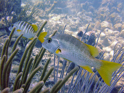 Pair of Schoolmaster Fish 1