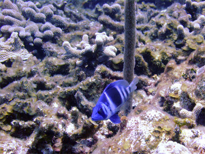 Barred Hamlet  Soft Coral