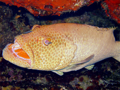 Coral Grouper Being Cleaned 2