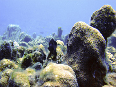 Damsel Fish and Hard Coral