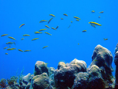 Lots of Cleaner Wrasse 2