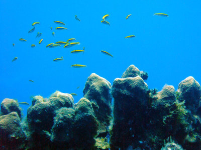 Lots of Cleaner Wrasse 3