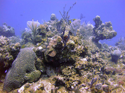 Selection of Coral at Magic Mushroom