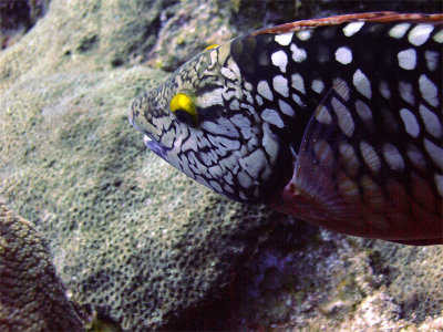 Stoplight Parrotfish Close Up