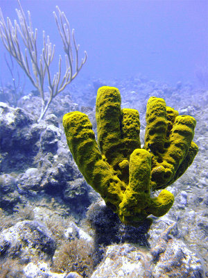 Yellow Barrel Sponge with Soft Coral Tree in Background