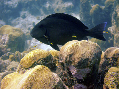 Black Surgeonfish Being Cleaned