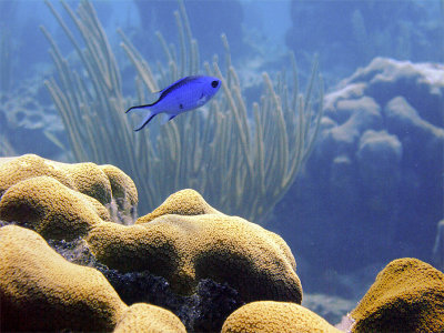 Blue Chromis and Hard Coral