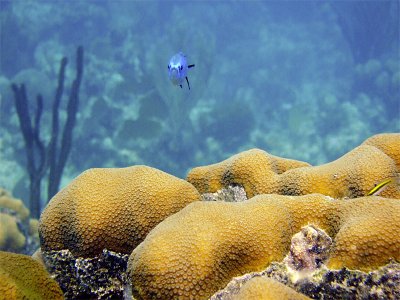 Blue Chromis and Hard Coral 2