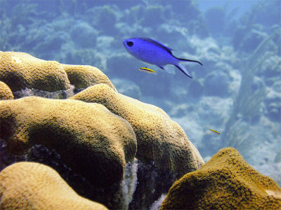 Blue Chromis Being Cleaned