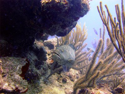 Coral Grouper Hiding.jpg