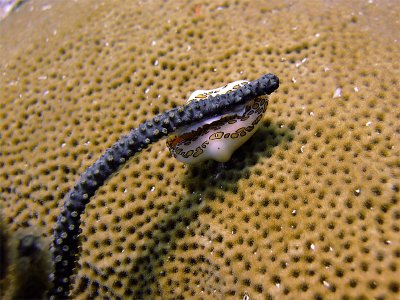 Flamingo Tongue Cyphoma