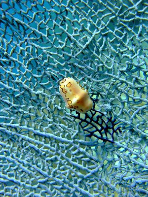 Flamingo Tongue Cyphoma on Sea Fan