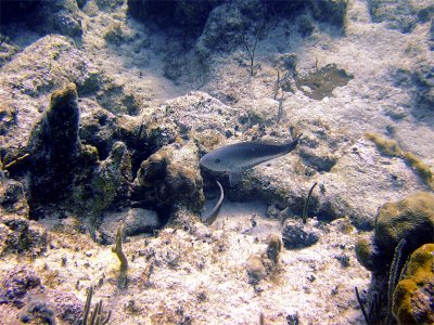 Gray Parrotfish