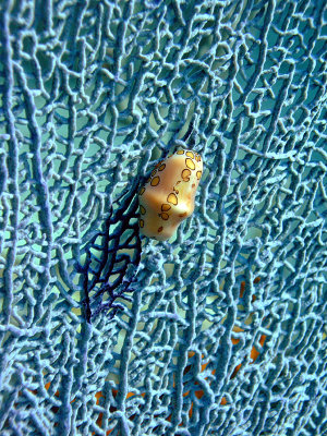 Flamingo Tongue Cyphoma on Sea Fan 2