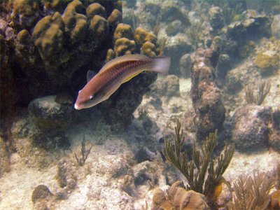 Parrot Fish Turning