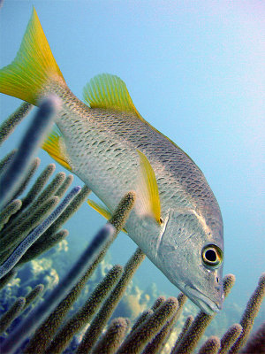 Schoolmaster Fish and Soft Coral