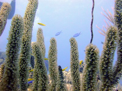 Soft Coral Blue Chromis  Cleaner Wrasse.jpg