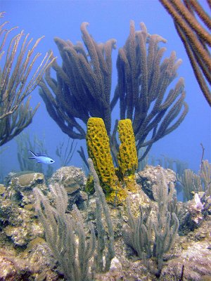 Soft Coral Sponge  Blue Chromis