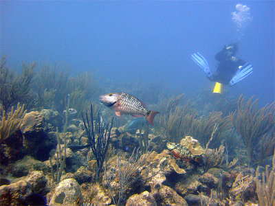 Stoplight Parrotfish and Diver