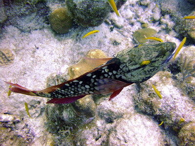 Stoplight Parrotfish at Cleaning Station 2