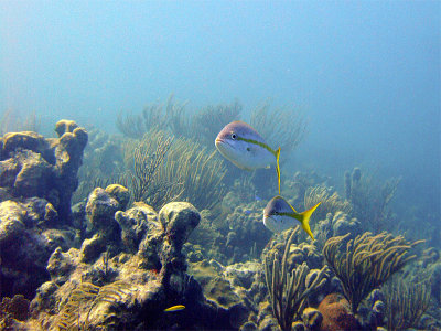 Yellow Tailed Snapper Coming This Way