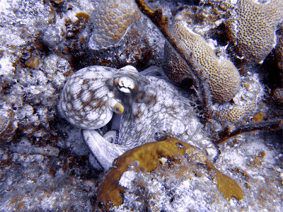 Octopus at Eel Garden