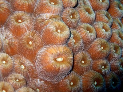 Hard Coral Close Up