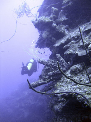 Diver on a Wall at Eel Garden 2