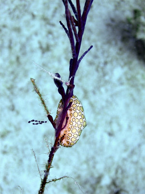 Flamingo Tongue Cyphoma Clinging On