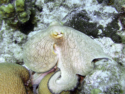 Octopus at Eel Garden 6