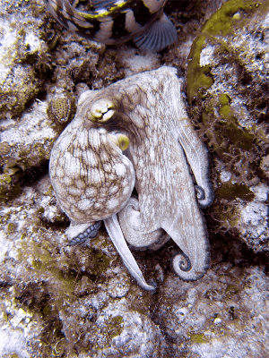 Octopus at Eel Garden 9