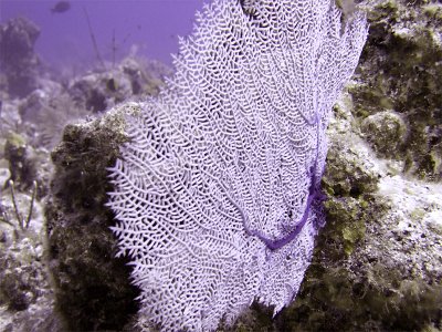 Sea Fan at Eel Garden