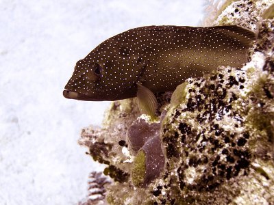 Small Coral Grouper Resting 2