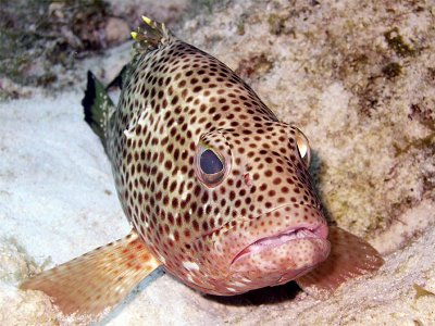 Resting Coral Grouper 3
