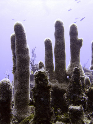 Soft Coral Fingers