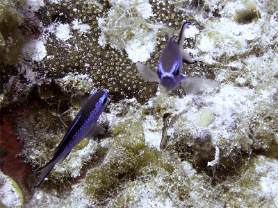 Blue Chromis Pair