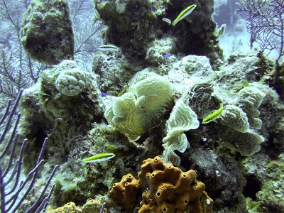 Cleaner Fish Around Hard Coral