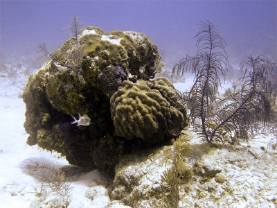Coral Bombie Squirrel Fish