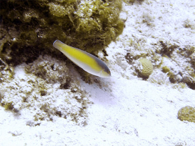 Darting Wrasse