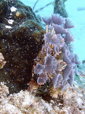 Feather Duster Worms  Sponge