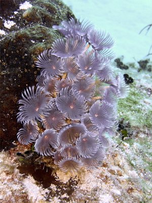 Feather Duster Worms  Sponge 2