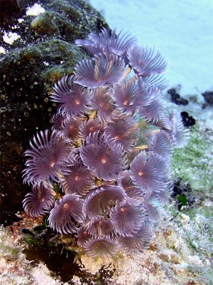 Feather Duster Worms  Sponge 3