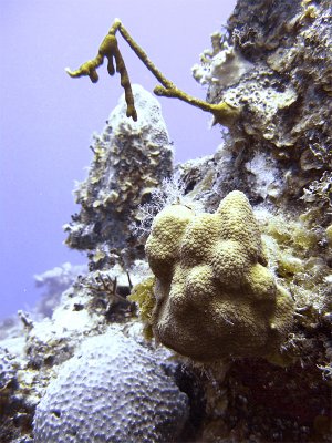 Fire Coral Hard Coral and Sponge