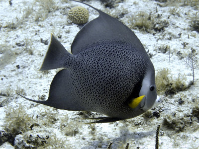 Gray Angelfish 3