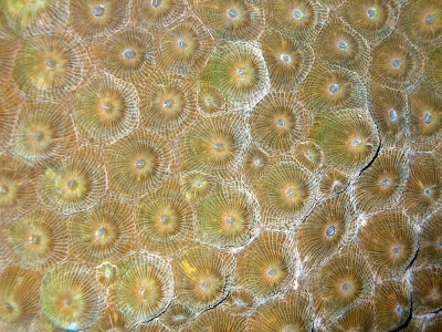 Hard Coral Close Up