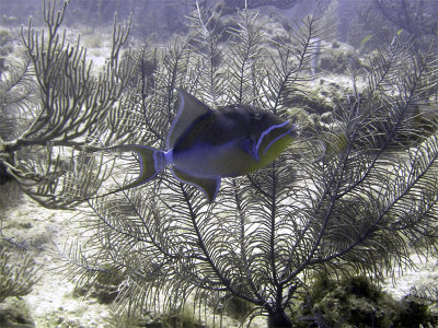 Queen Triggerfish Against Coral Trees