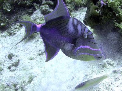 Queen Triggerfish Feeding